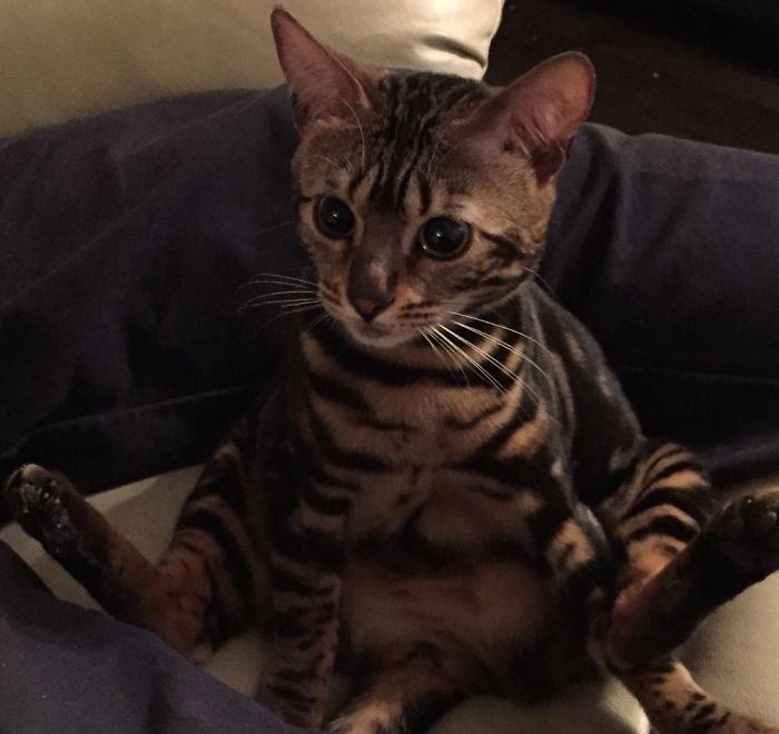 People Are Sharing Pics Of Their Cats Acting Weird (Add Yours)