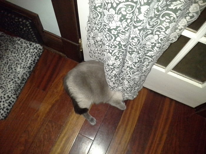 People Are Sharing Pics Of Their Cats Acting Weird (Add Yours)