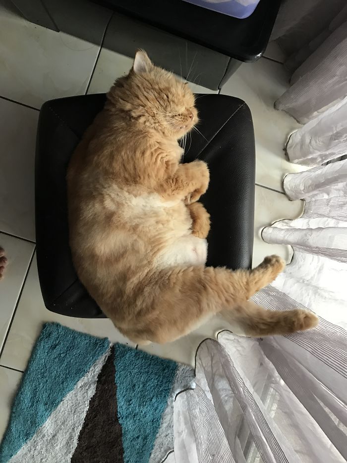People Are Sharing Pics Of Their Cats Acting Weird (Add Yours)