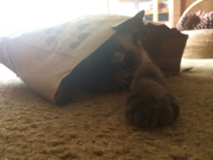 People Are Sharing Pics Of Their Cats Acting Weird (Add Yours)