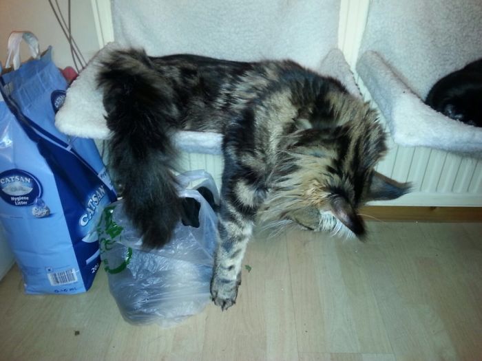 People Are Sharing Pics Of Their Cats Acting Weird (Add Yours)