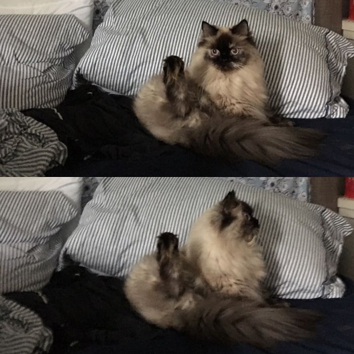 People Are Sharing Pics Of Their Cats Acting Weird (Add Yours)