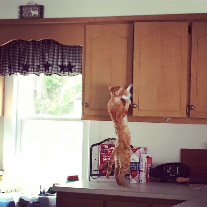 People Are Sharing Pics Of Their Cats Acting Weird (Add Yours)