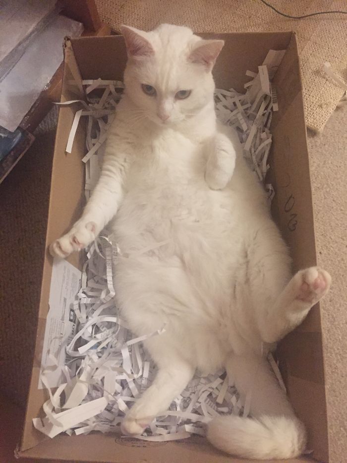 People Are Sharing Pics Of Their Cats Acting Weird (Add Yours)