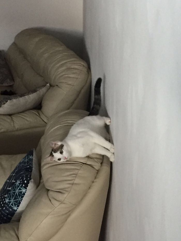 People Are Sharing Pics Of Their Cats Acting Weird (Add Yours)