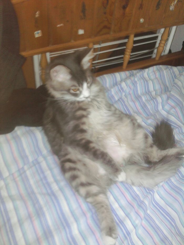 People Are Sharing Pics Of Their Cats Acting Weird (Add Yours)
