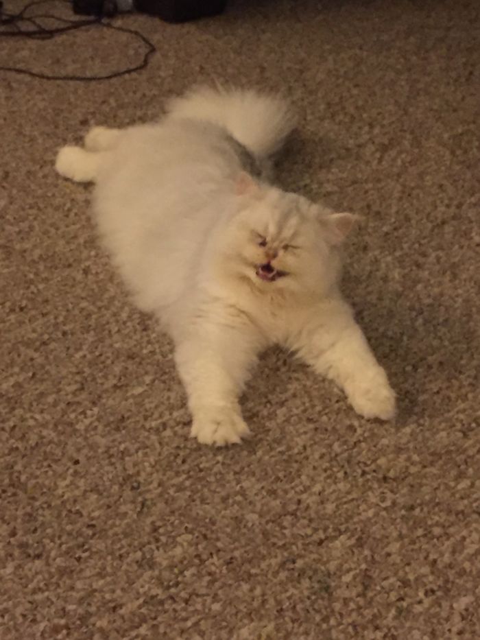 People Are Sharing Pics Of Their Cats Acting Weird (Add Yours)