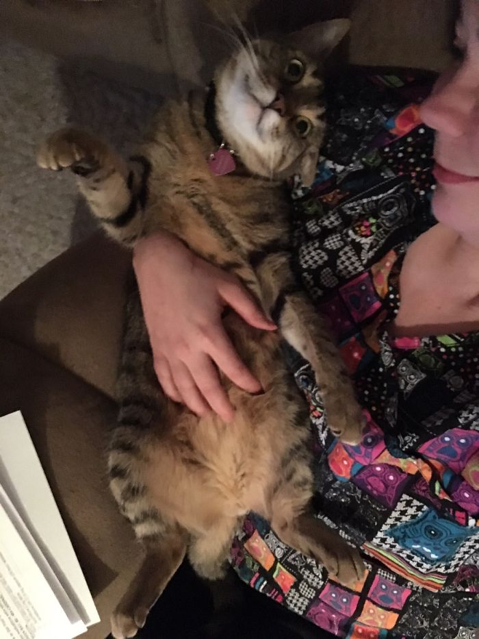 People Are Sharing Pics Of Their Cats Acting Weird (Add Yours)