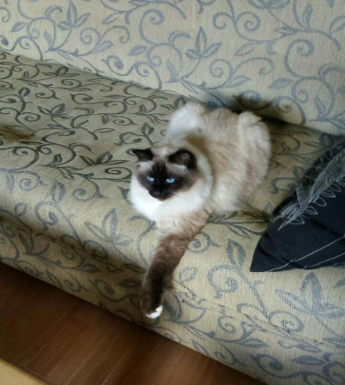 People Are Sharing Pics Of Their Cats Acting Weird (Add Yours)