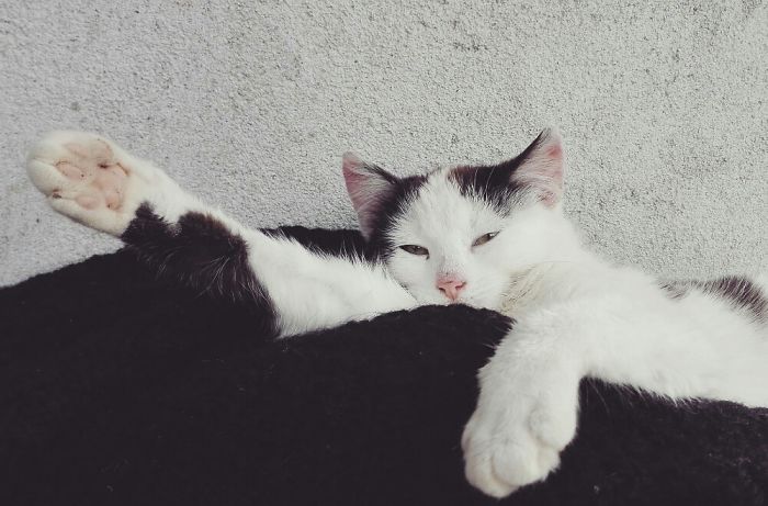 People Are Sharing Pics Of Their Cats Acting Weird (Add Yours)