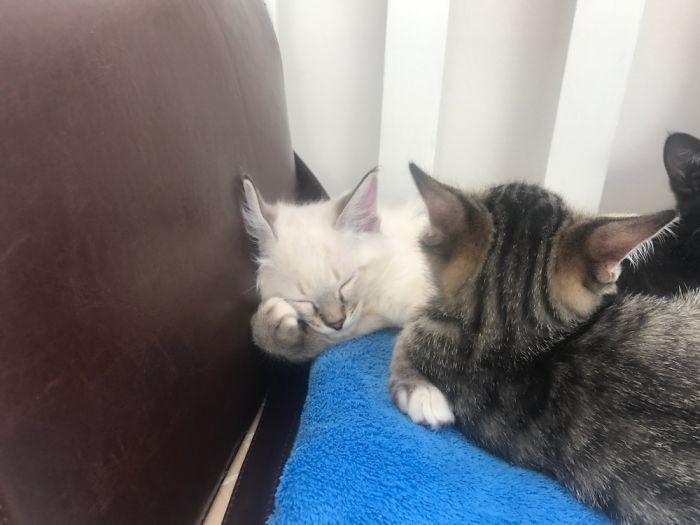 People Are Sharing Pics Of Their Cats Acting Weird (Add Yours)