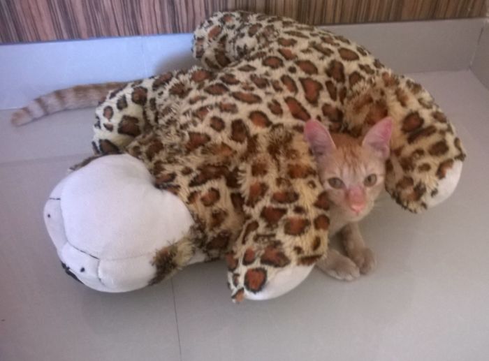 People Are Sharing Pics Of Their Cats Acting Weird (Add Yours)