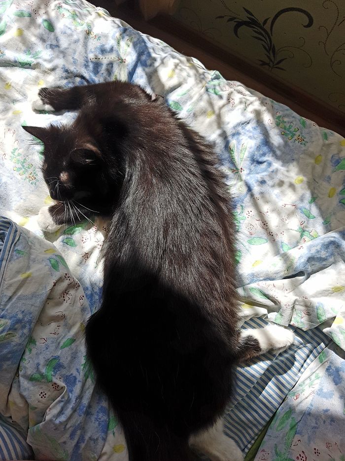 People Are Sharing Pics Of Their Cats Acting Weird (Add Yours)