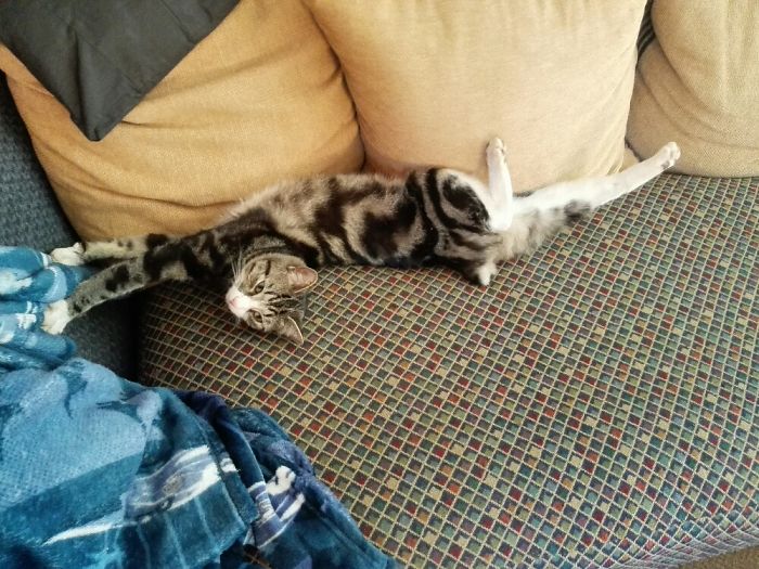 People Are Sharing Pics Of Their Cats Acting Weird (Add Yours)