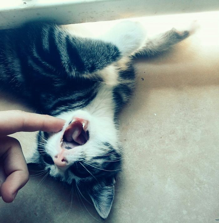 People Are Sharing Pics Of Their Cats Acting Weird (Add Yours)