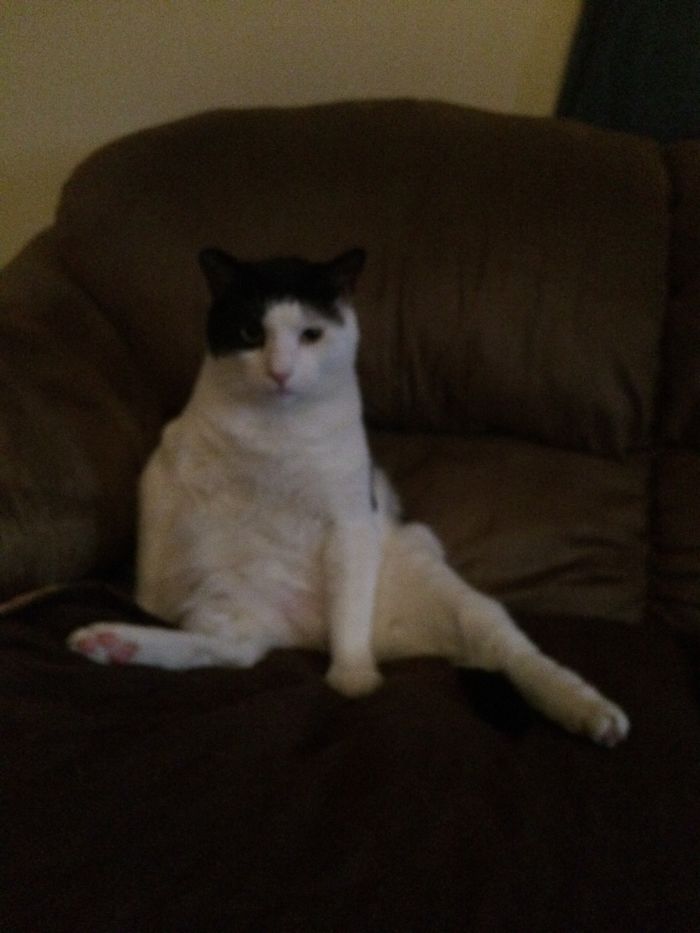 People Are Sharing Pics Of Their Cats Acting Weird (Add Yours)