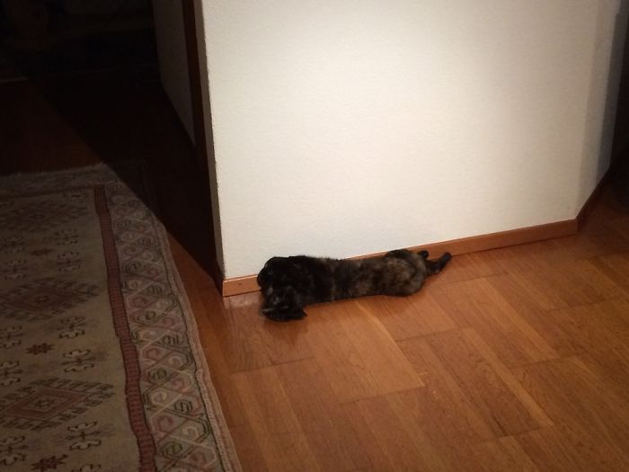 People Are Sharing Pics Of Their Cats Acting Weird (Add Yours)
