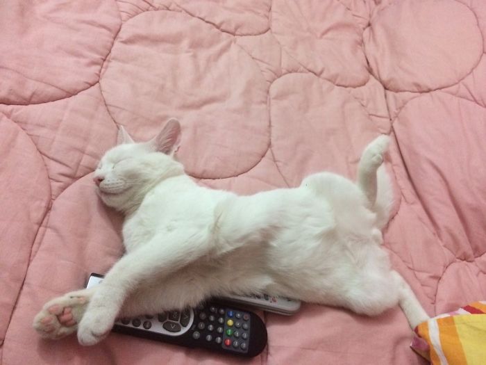 People Are Sharing Pics Of Their Cats Acting Weird (Add Yours)