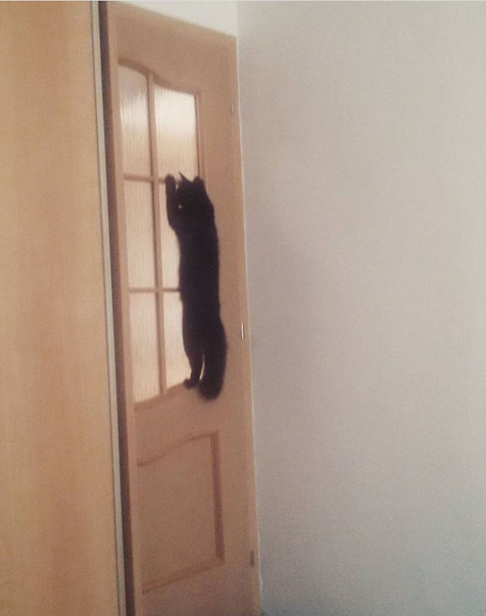 People Are Sharing Pics Of Their Cats Acting Weird (Add Yours)