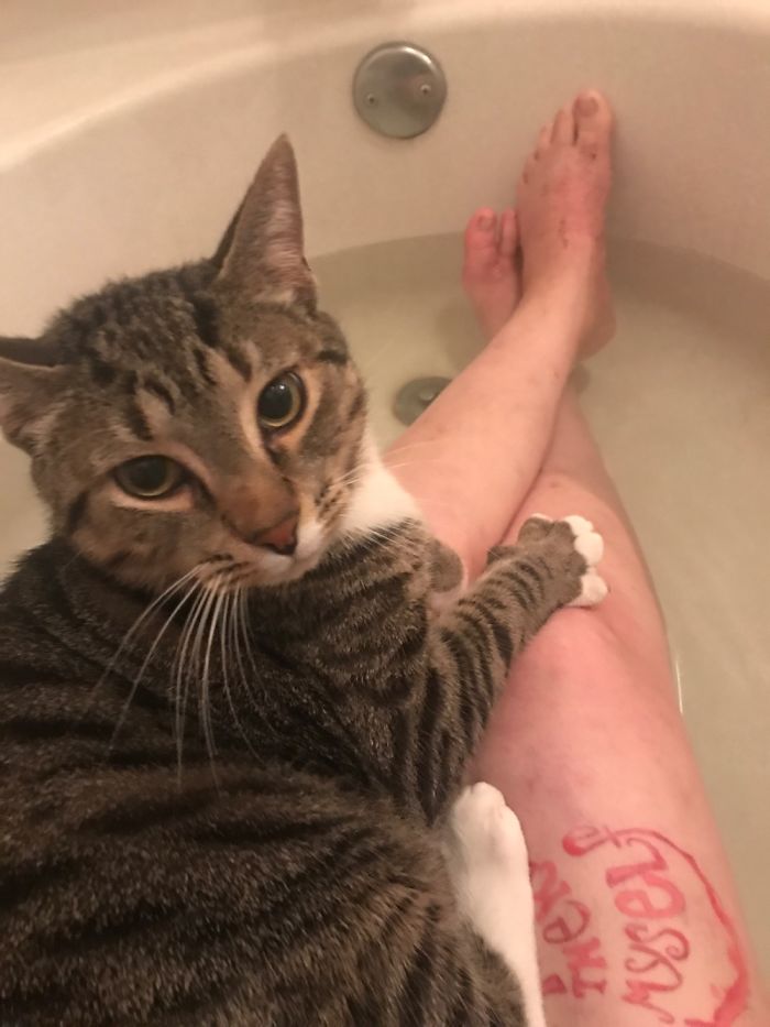 People Are Sharing Pics Of Their Cats Acting Weird (Add Yours)