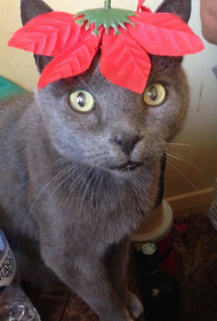 People Are Sharing Pics Of Their Cats Acting Weird (Add Yours)