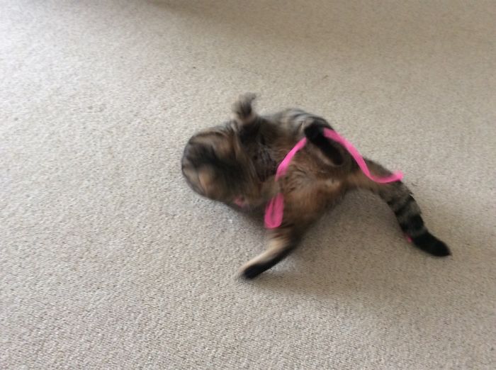 People Are Sharing Pics Of Their Cats Acting Weird (Add Yours)