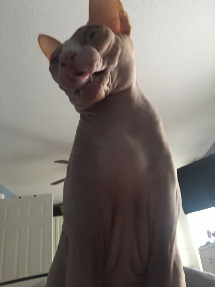 People Are Sharing Pics Of Their Cats Acting Weird (Add Yours)