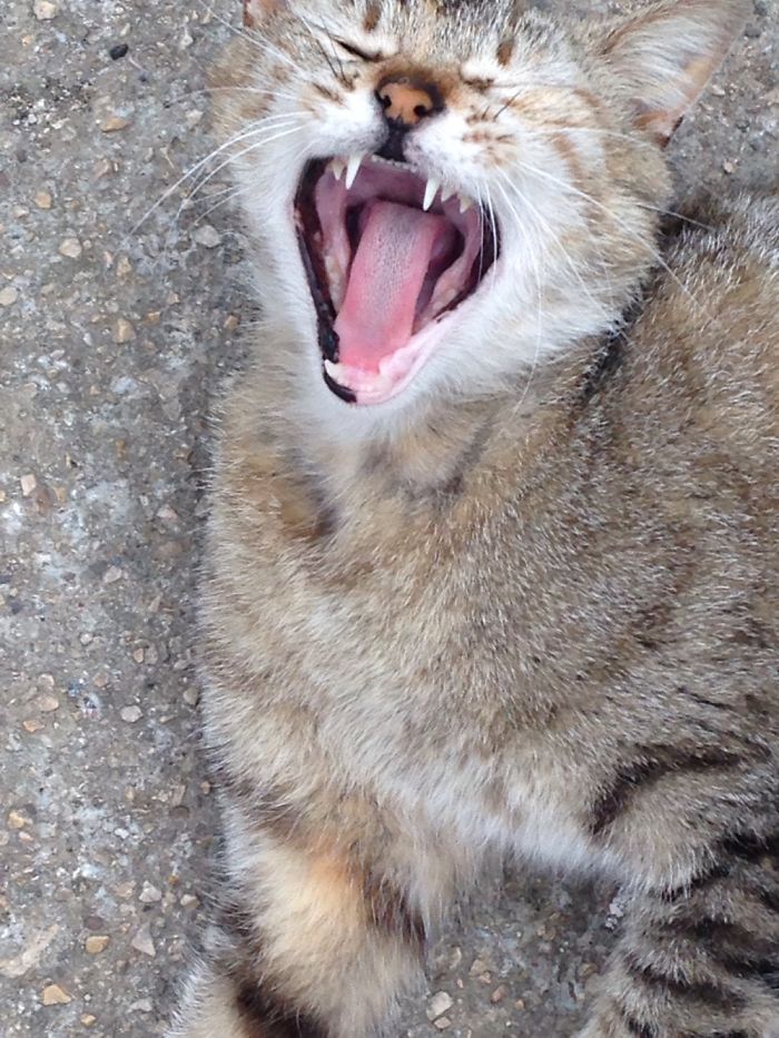 People Are Sharing Pics Of Their Cats Acting Weird (Add Yours)