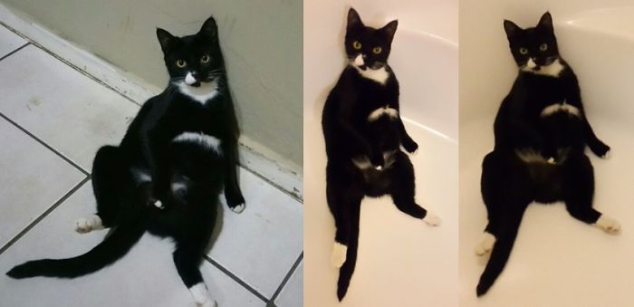 People Are Sharing Pics Of Their Cats Acting Weird (Add Yours)