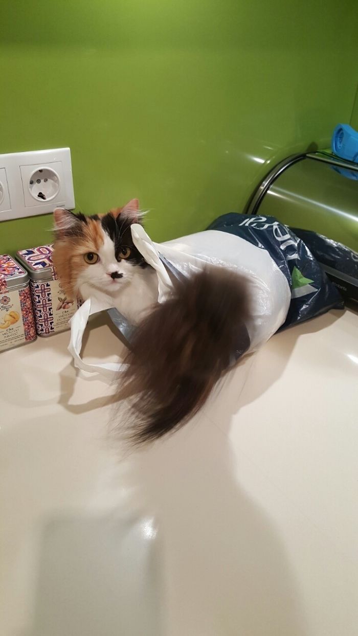 People Are Sharing Pics Of Their Cats Acting Weird (Add Yours)