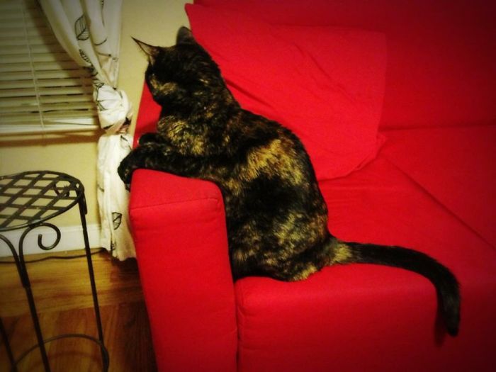 People Are Sharing Pics Of Their Cats Acting Weird (Add Yours)