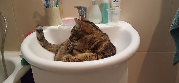 People Are Sharing Pics Of Their Cats Acting Weird (Add Yours)