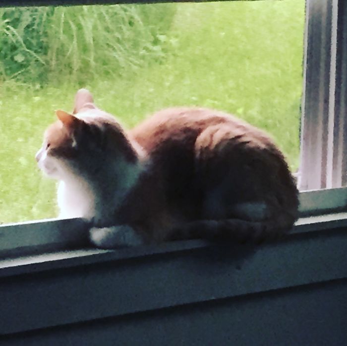 People Are Sharing Pics Of Their Cats Acting Weird (Add Yours)