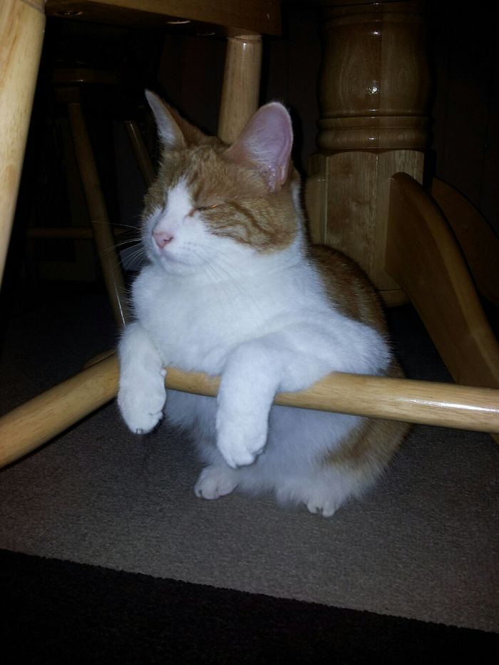 People Are Sharing Pics Of Their Cats Acting Weird (Add Yours)