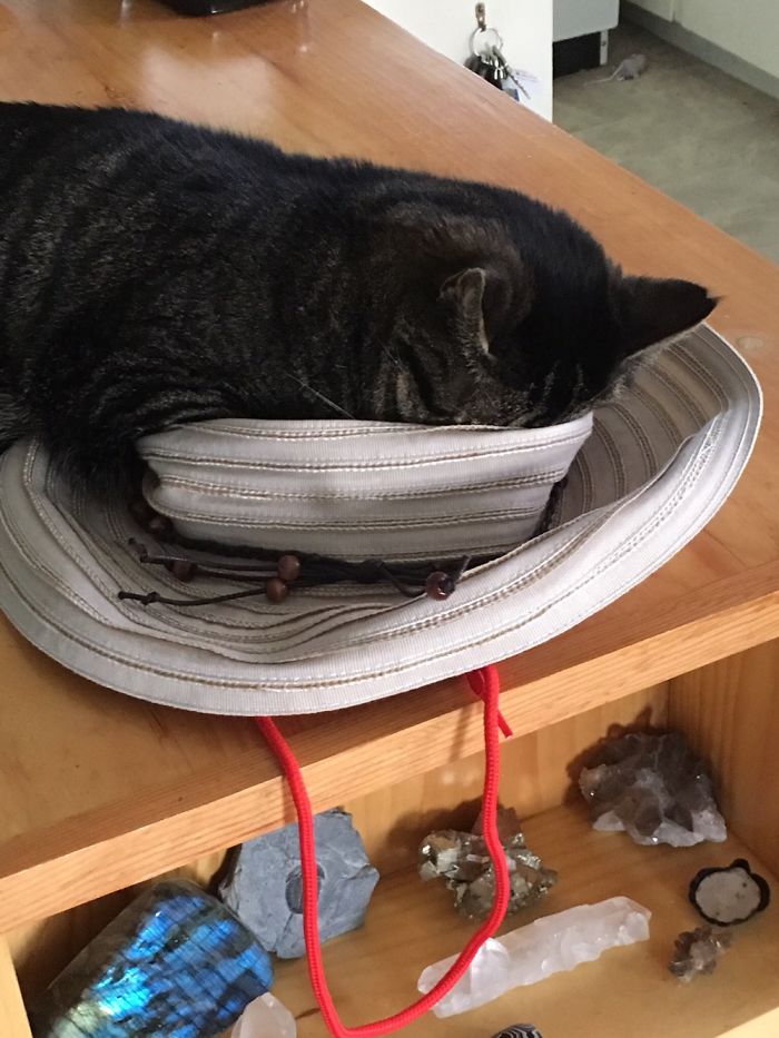 People Are Sharing Pics Of Their Cats Acting Weird (Add Yours)