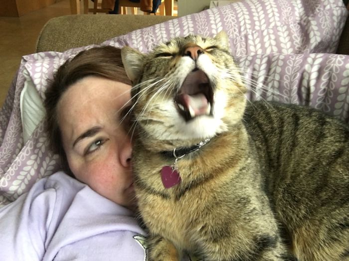 People Are Sharing Pics Of Their Cats Acting Weird (Add Yours)