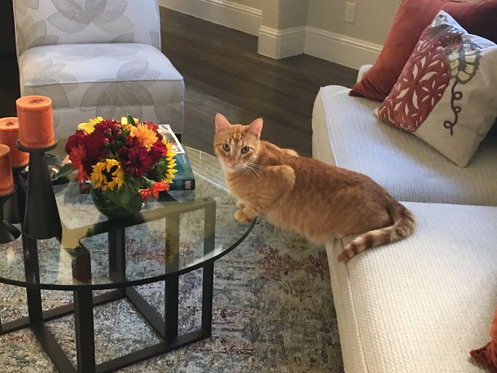 People Are Sharing Pics Of Their Cats Acting Weird (Add Yours)