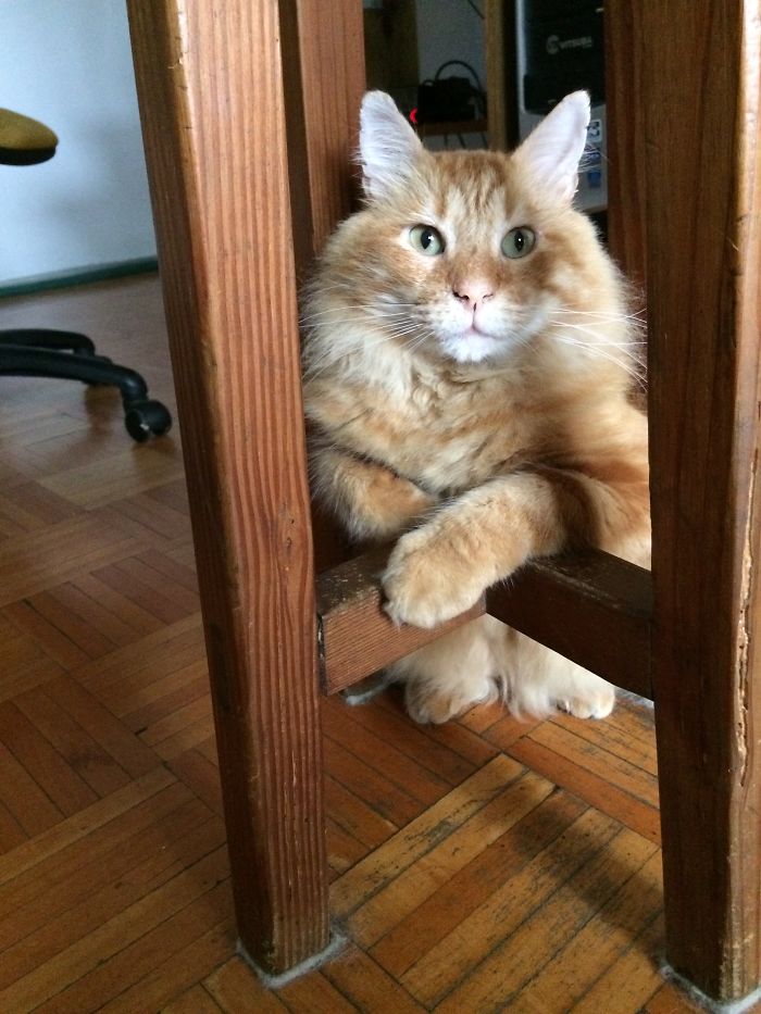 People Are Sharing Pics Of Their Cats Acting Weird (Add Yours)