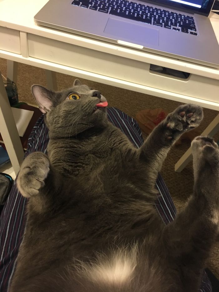 People Are Sharing Pics Of Their Cats Acting Weird (Add Yours)