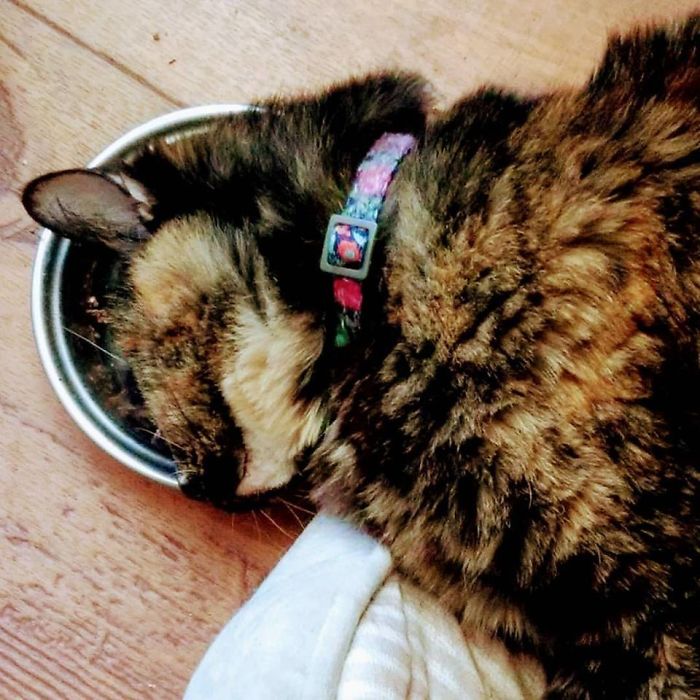 People Are Sharing Pics Of Their Cats Acting Weird (Add Yours)