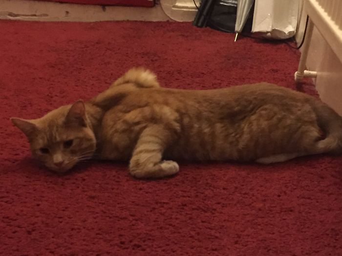People Are Sharing Pics Of Their Cats Acting Weird (Add Yours)