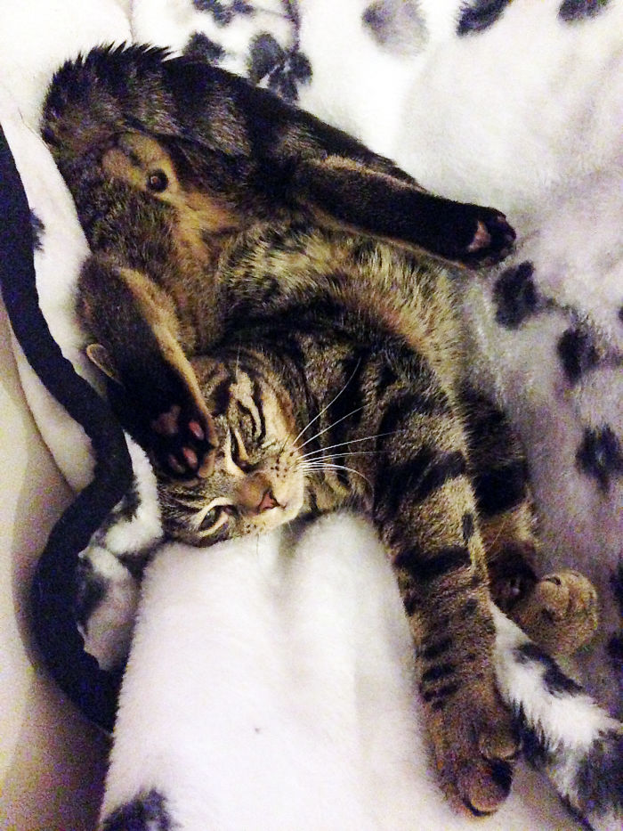 People Are Sharing Pics Of Their Cats Acting Weird (Add Yours)