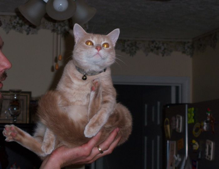 People Are Sharing Pics Of Their Cats Acting Weird (Add Yours)