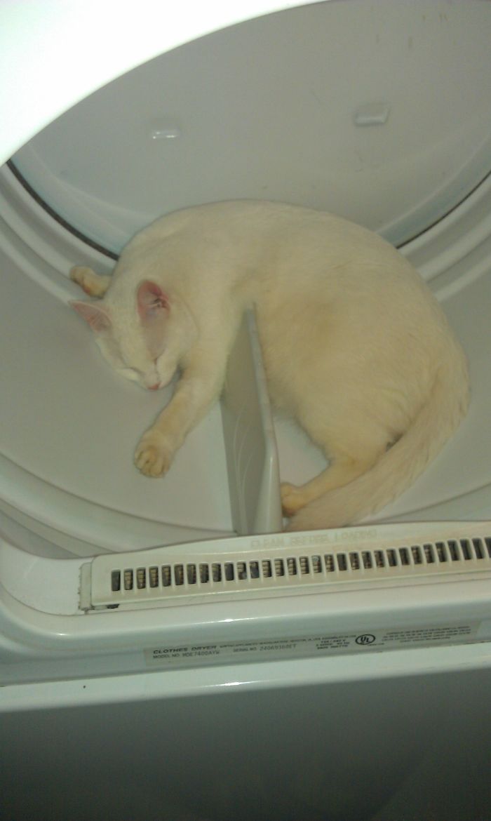 People Are Sharing Pics Of Their Cats Acting Weird (Add Yours)