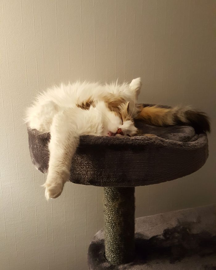 People Are Sharing Pics Of Their Cats Acting Weird (Add Yours)