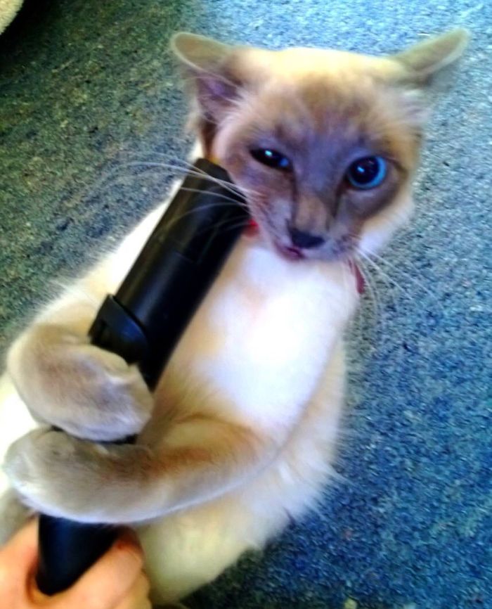 People Are Sharing Pics Of Their Cats Acting Weird (Add Yours)