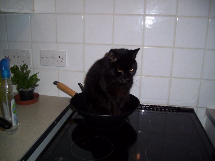 People Are Sharing Pics Of Their Cats Acting Weird (Add Yours)