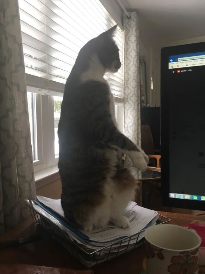 People Are Sharing Pics Of Their Cats Acting Weird (Add Yours)