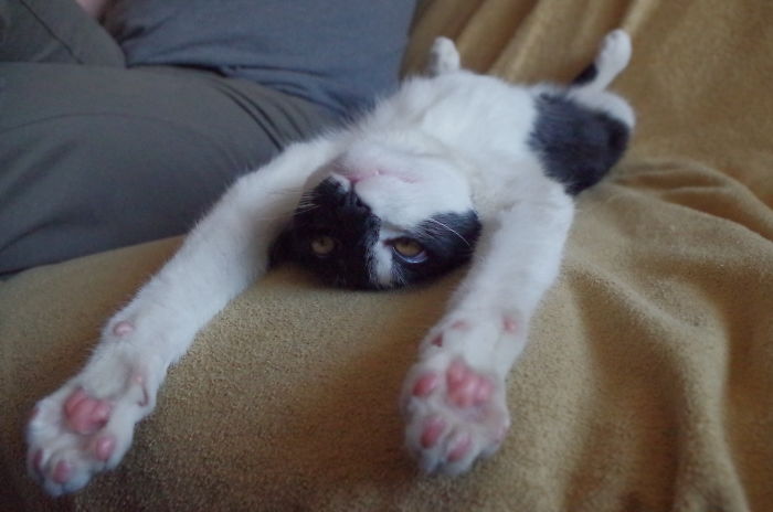 People Are Sharing Pics Of Their Cats Acting Weird (Add Yours)