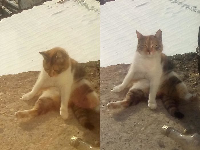 People Are Sharing Pics Of Their Cats Acting Weird (Add Yours)